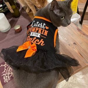 NWT Halloween pet dress, cat or small dog, S